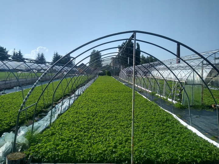 SADZONKI TRUSKAWEK TRUSKAWKA TRUSKAWKI DONICZKOWANA HONEOYE wczesna