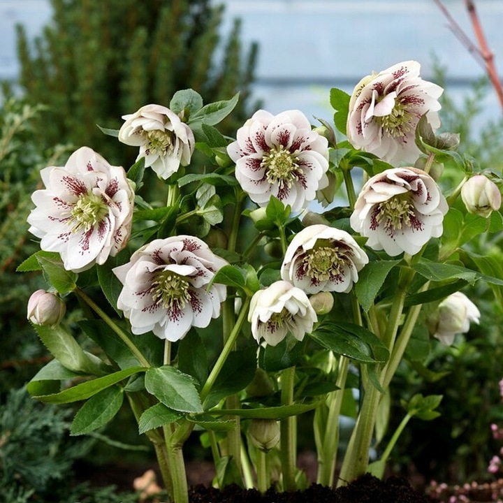 CIEMIERNIK DOUBLE ELLEN WHITE SPOTTED - NAKRAPIANY, SADZONKA P11/1 LITR