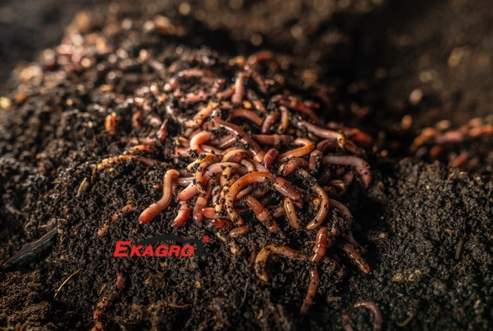 15L Dedykowane Bio Podłoże PREMIUM do Strelicji i Helikonii EKO