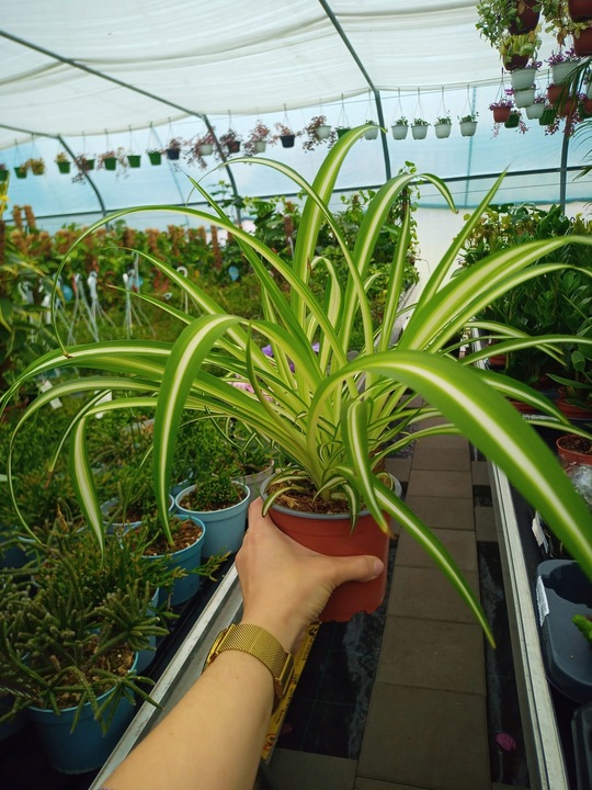 Zielistek Chlorophytum comosum Variegatum Zielistka