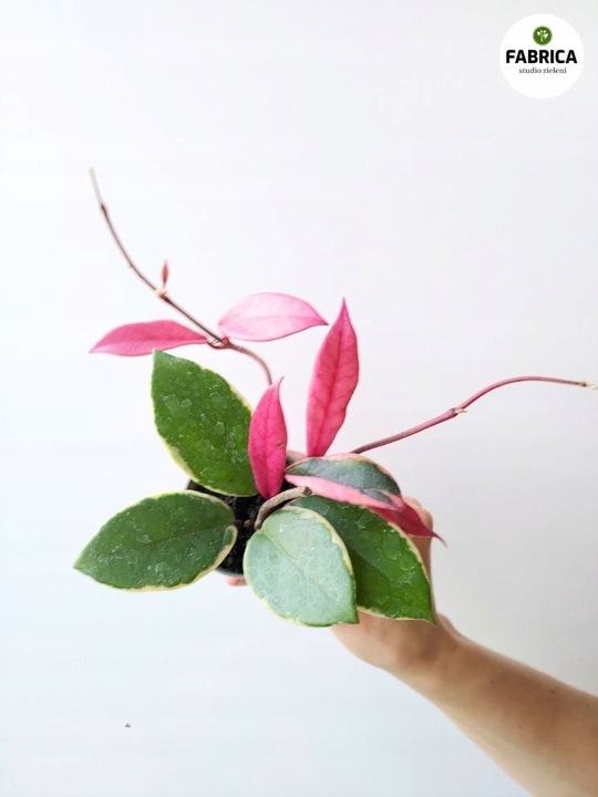 Hoya / Hoja carnosa Flamingo dream