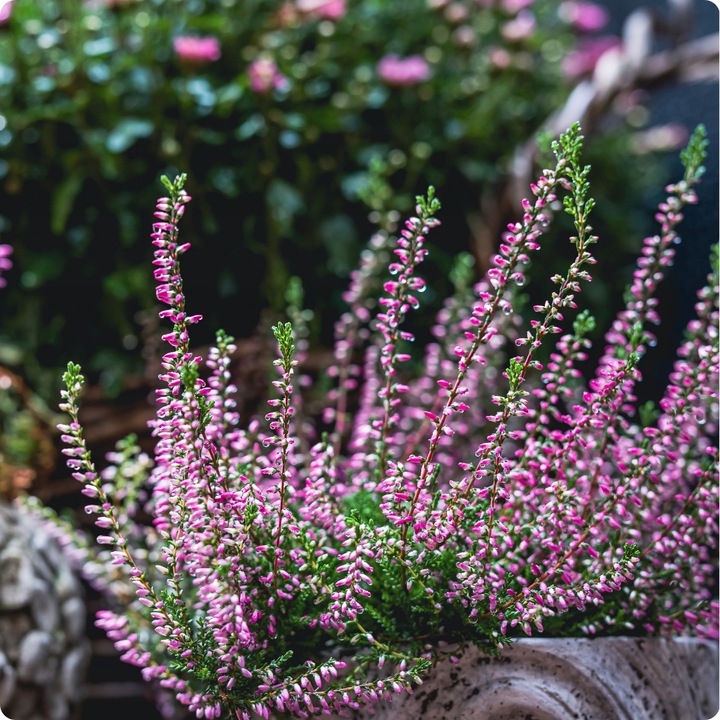 SIARCZAN AMONU 5kg NAWÓZ JESIENNY DO IGLAKÓW TUI WRZOSÓW WRZOŚCÓW