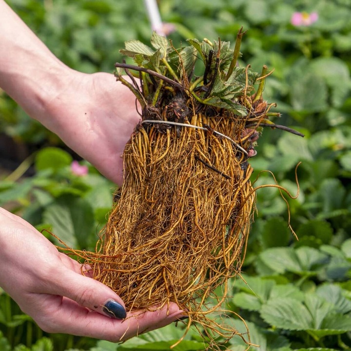 TRUSKAWKA HONEOYE BARDZO WCZESNA DESEROWA 10 SZT. SADZONKI TRUSKAWEK FRIGO