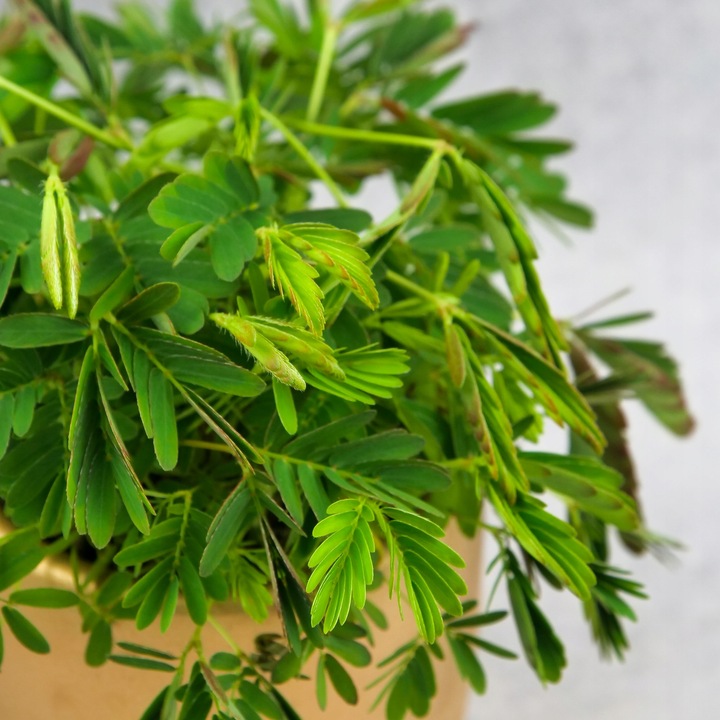 Mimosa Pudica MiMOZA wstydliwa roślinka rozmiar S Bardzo delikatna