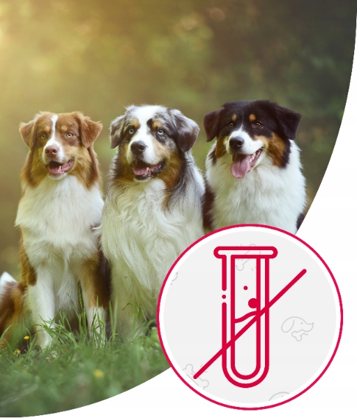 Karma dla Psa Mięso Mrożone Wołowe Bez Kości Surowe Świeże AS 10 kg BARF