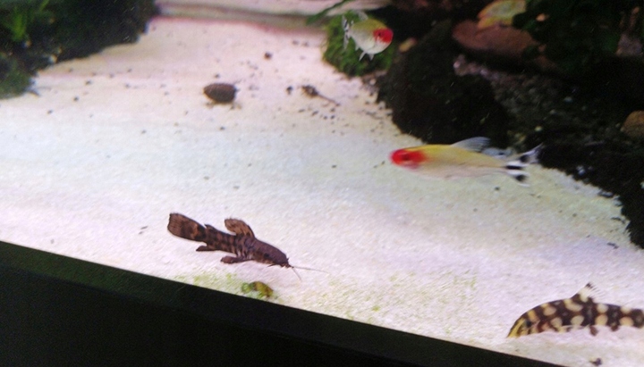 PIASEK KWARCOWY DO AKWARIUM - NAJCZYSTSZY 0,5-1,2 15 KG Drobny, Jasny