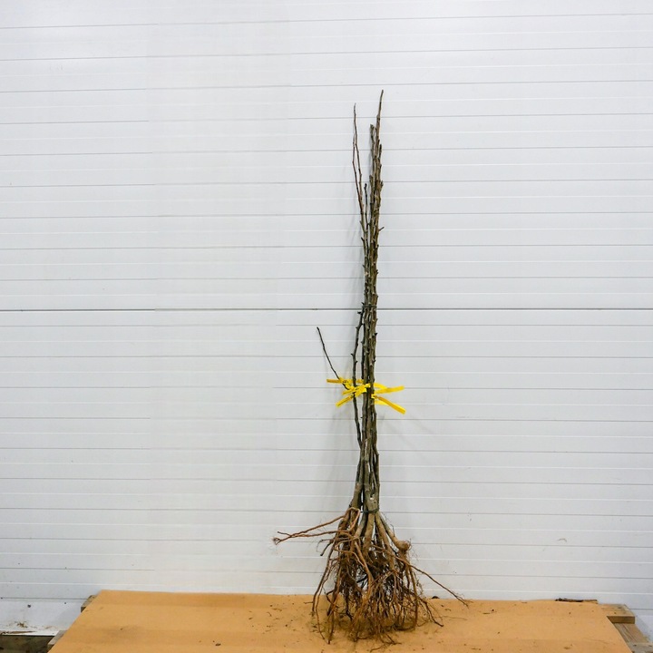 SADZONKI DRZEWKA OWOCOWE GRUSZA KONFERENCJA SŁODKIE PYSZNE OWOCE