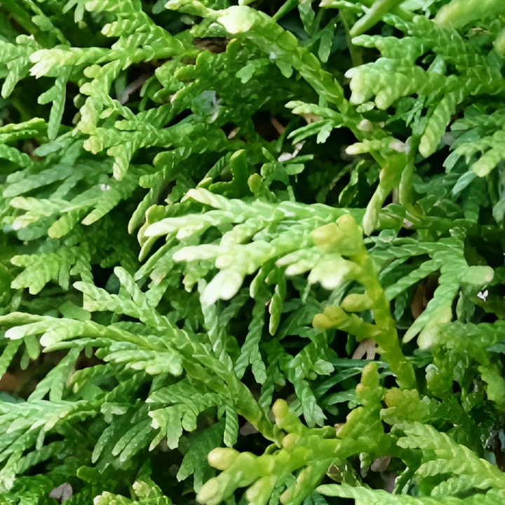 Nawóz pod iglaki SIARKOPOL wieloskładnikowy granulat 25KG do iglaków