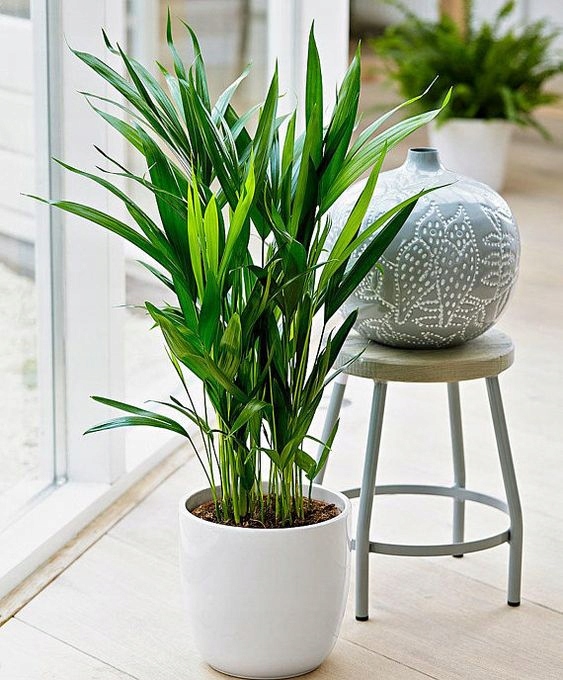PALMA AREKA Dypsis Lutescens ŻYWY NAWILŻACZ DUŻA PALMA DEKORACYJNA