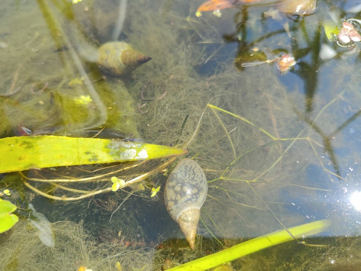 5 x Ślimak Błotniarka Stawowa Filtruje i oczyszcza Na Glony