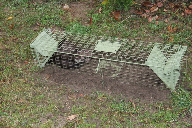 żywołapka pułapka kuny łaski norki szczury łapka