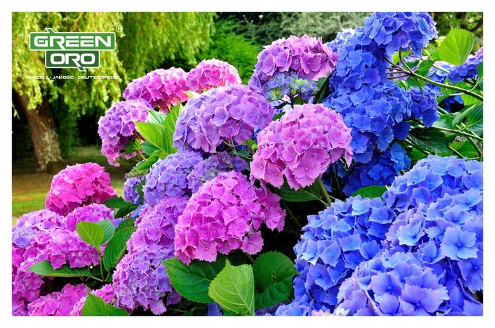 Nawóz do Hortensji Rododendronów Borówki Azalii Magnolii 5kg 100 dni