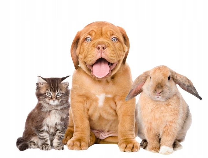 10% olejek KONOPNY CBD | dla Psa Kota | RAW FULL SPECTRUM | 2 x 10ml