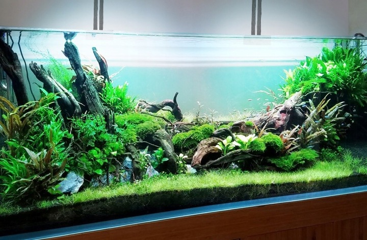 Świetlówka LED oświetlenie AKWARIUM 8520 50cm