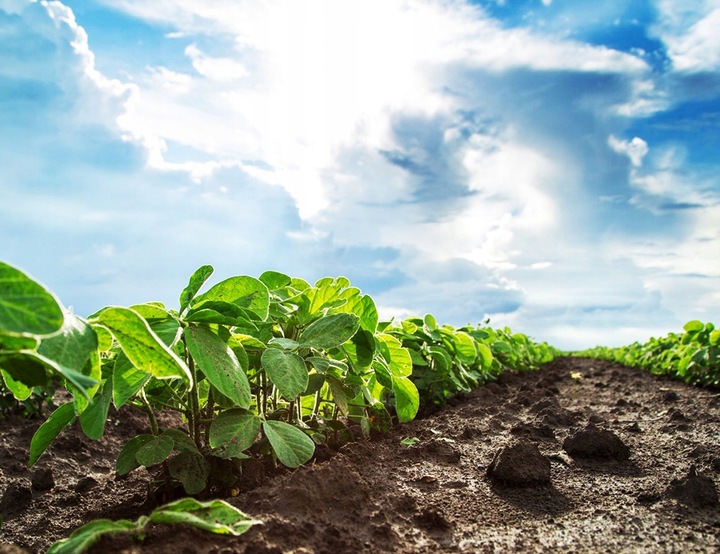 OBORNIK Granulowany BYDLĘCY Nawóz Jesienny Wiosenny do Roślin Warzyw