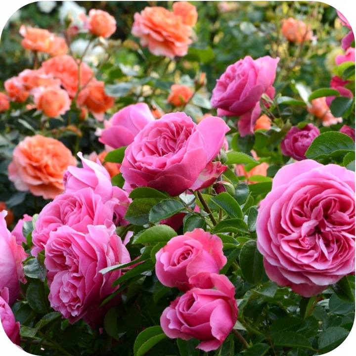 MAGUS 200SC 100ML ŚRODEK NA PRZĘDZIORKI OPRYSK NA PRZĘDZIORKA