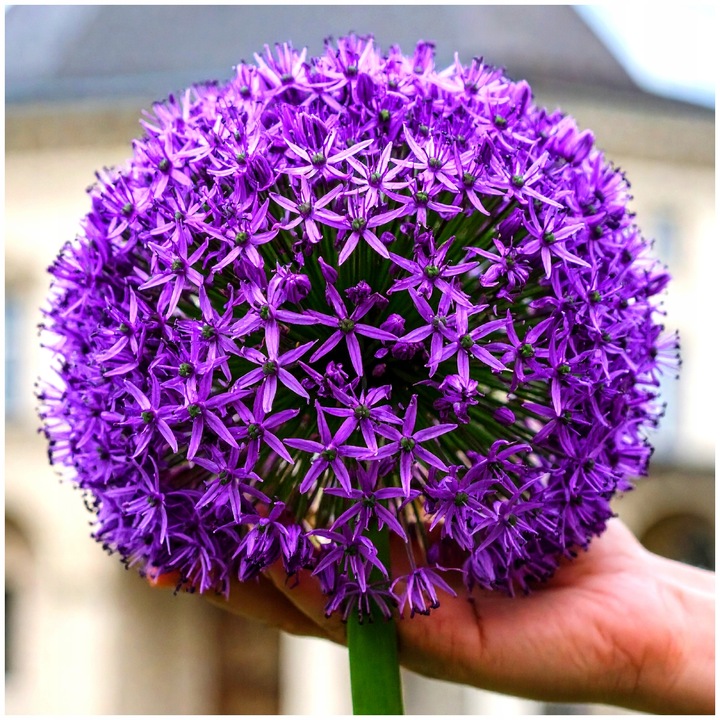 CZOSNEK ozdobny OLBRZYMI cebulki FIOLETOWY GLADIATOR 5 szt. + GRATIS