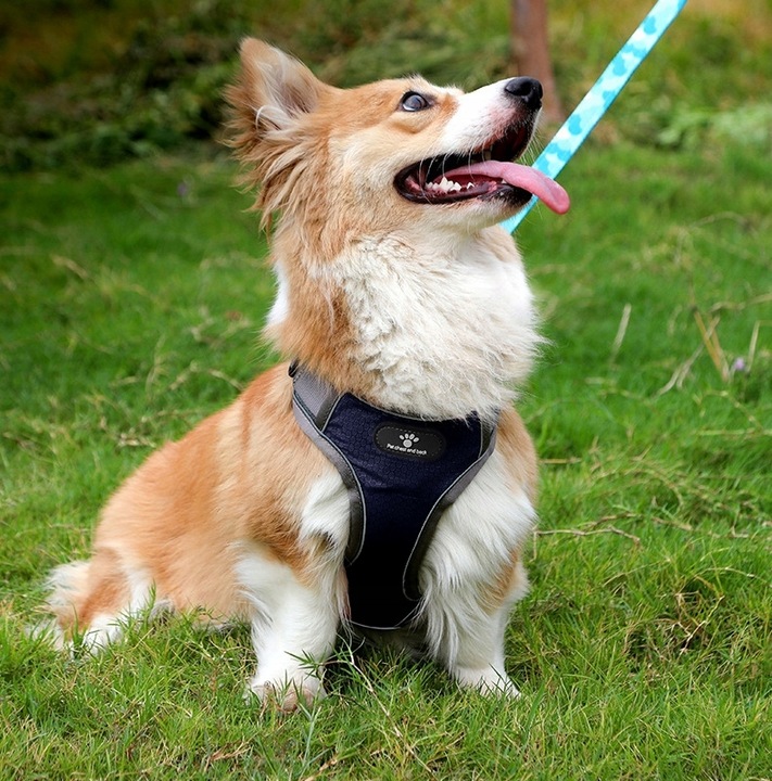 SZELKI DLA PSA TYPU GUARD BEZUCISKOWE REGULOWANE ODBLASKOWE SPACEROWE r. M