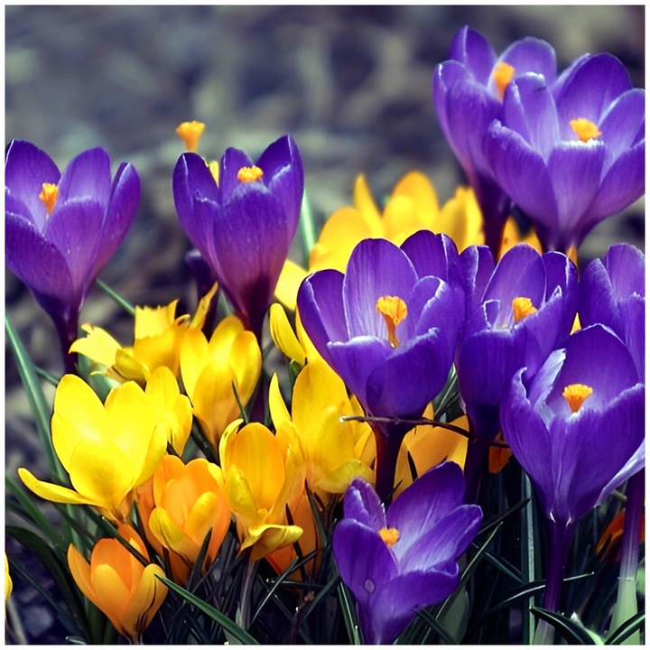 KROKUS MIX KOLORÓW cebulki 200 szt. + GRATIS