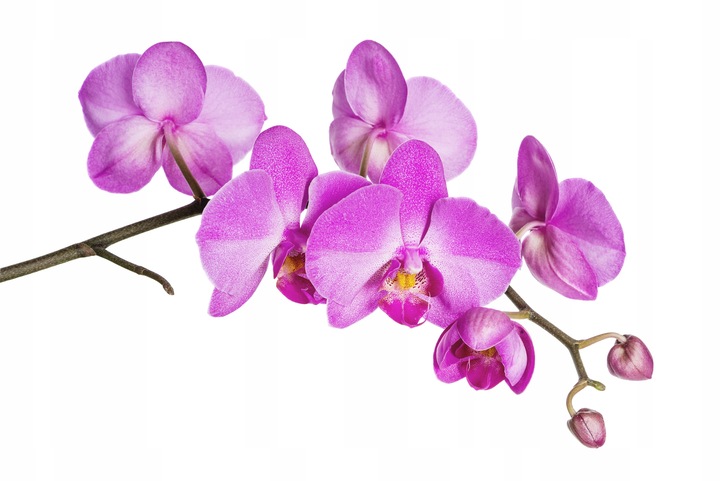 NEEMAZAL ZWALCZA ZIEMIÓRKI SZKODNIKI ROŚLIN OWOCÓW WARZYW 10ML TARGET