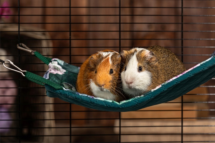 Kraina Tuptusia hamak dla fretki 30x50cm