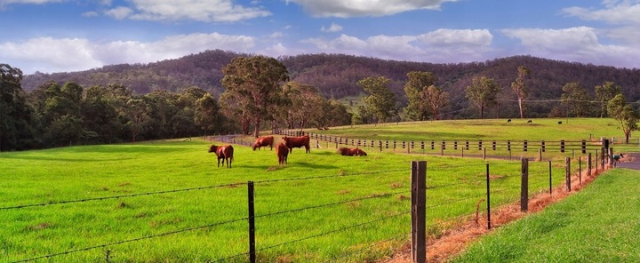 Trawa MIESZANKA Kośna Pastwiskowa 10kg Na Siano Dla Bydła Krów z KONICZYNĄ