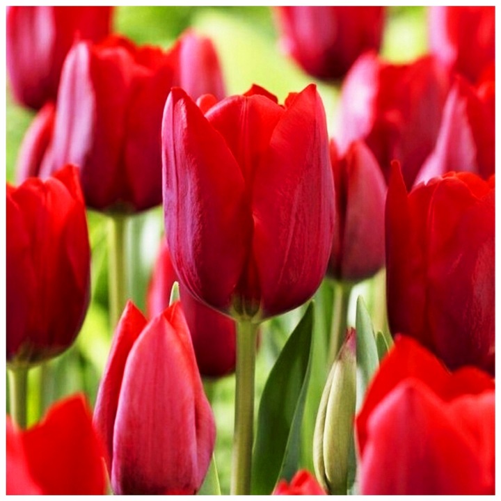 TULIPAN cebulki CZERWONY klasyczny 100 szt. + GRATIS