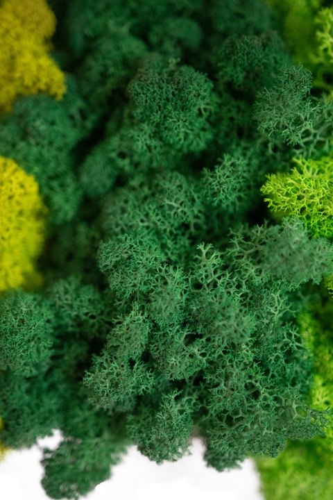 MECH + ODŻYWKA Chrobotek 500 0.5kg CZYSTY 3 KOLORY BOX + ODŻYWKA