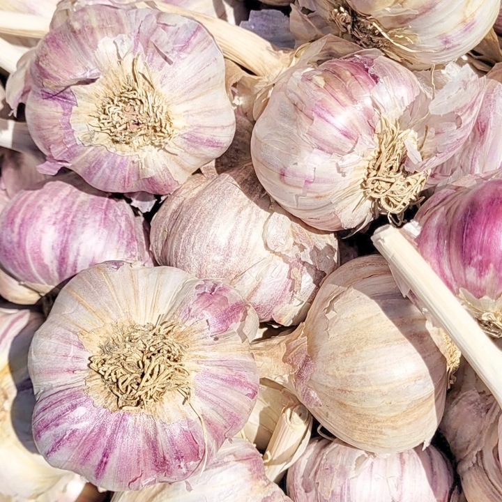 CZOSNEK HARNAŚ ozimy polskie główki mocny aromat ZIMOWY 20 SZT