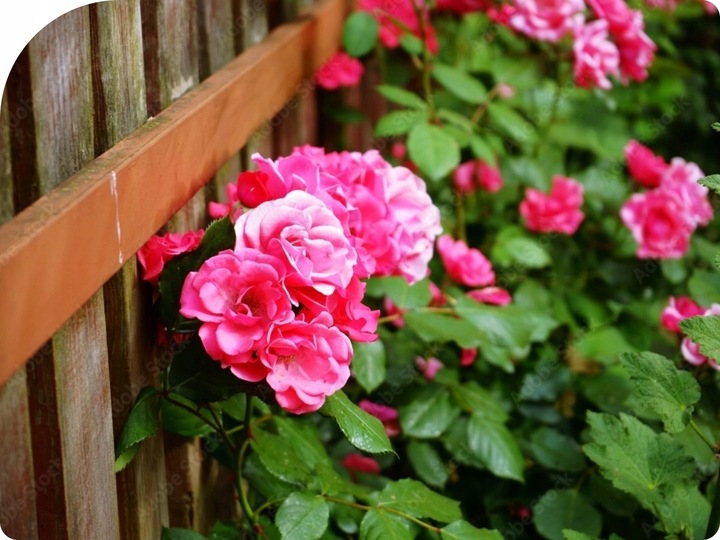 Mospilan 20SP 40g SUMI AGRO acetamipryd, stonka, mszyca, opuchlak,