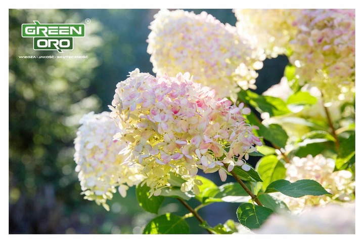 Nawóz do Hortensji Rododendronów Borówki Azalii Magnolii 5kg 100 dni