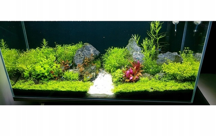 ZESTAW ROŚLIN ŁATWYCH W UPRAWIE NA TRZY PLANY DO AKWARIUM + GRATIS PĘSETA