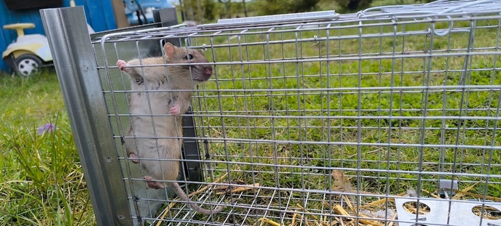 ŻYWOŁAPKA PUŁAPKA NA KUNY SZCZURY ŁASICE NORKI TCHÓRZE ŁASKI ŁAPKA