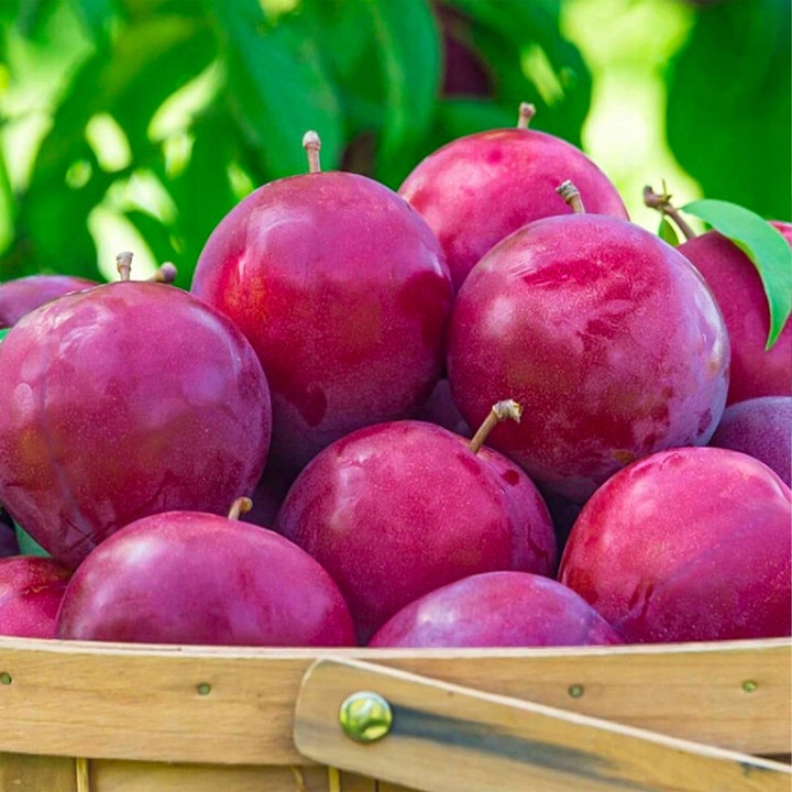 SADZONKI ŚLIWY RENKLODA ALTHANA SMACZNA SOCZYSTA PLENNA NR1 DRZEWKA