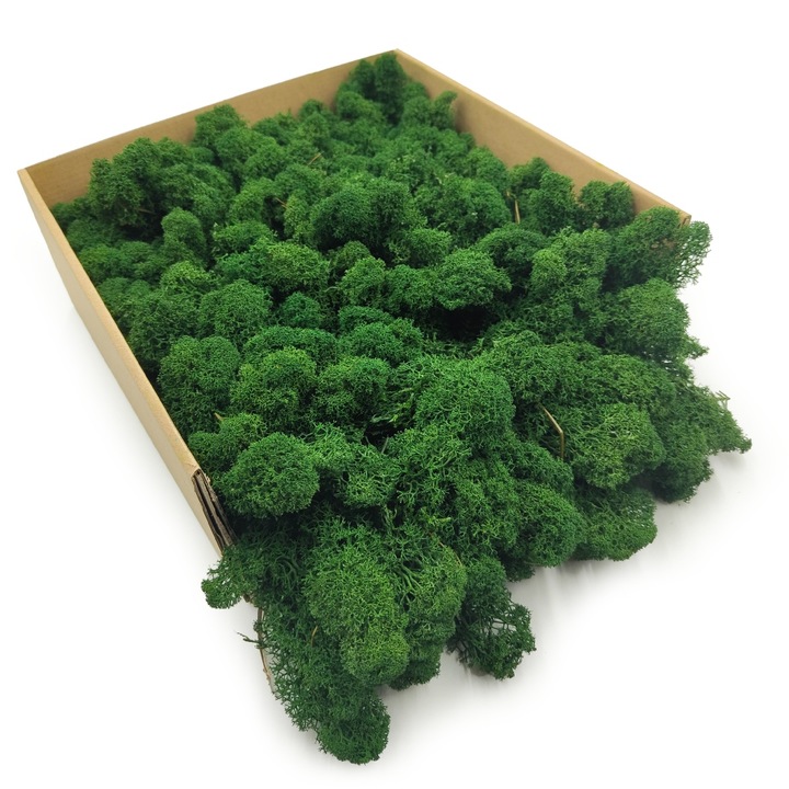 Mech Chrobotek Reniferowy - Fiński - Oczyszczony - Butelkowa zieleń