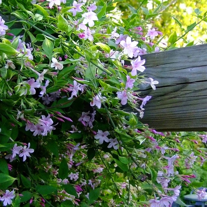 JAŚMIN STEFANA - CUDOWNIE PACHNĄCE PNĄCZE - 3 LETNIA SADZONKA 40-50CM