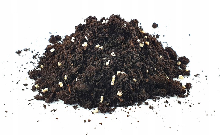 ZESTAW DO UPRAWY EUKALIPTUS SREBRNY DRZEWKO BONSAI NASIONA 5 SZT WIELOLETNI