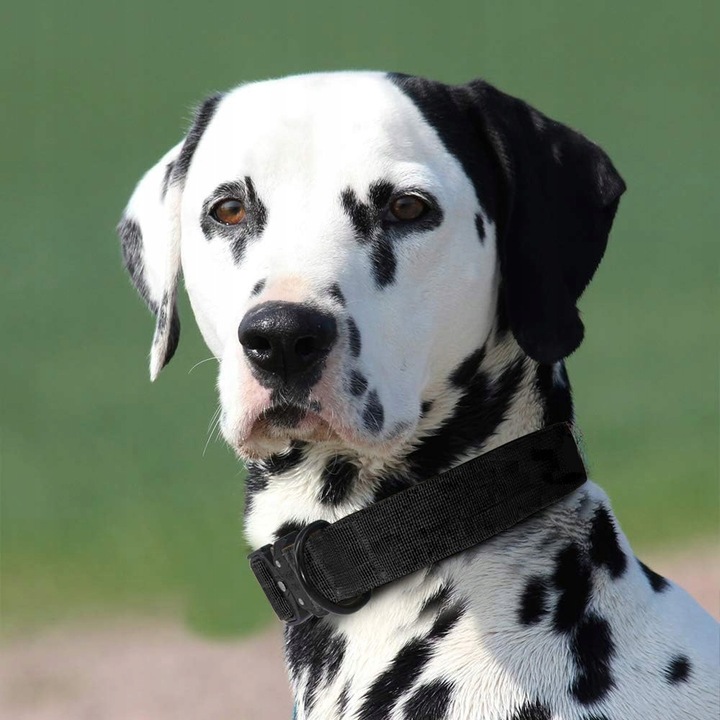 TAKTYCZNA OBROŻA QR DLA PSA MOCNA REGULOWANA POLICYJNA MOCNA 40-55cm L 4cm