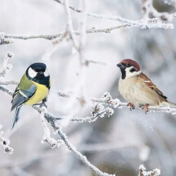 KARMA DLA PTAKÓW DZIKICH ZIMUJĄCYCH POKARM ZIARNO IDEALNY DO KARMNIKA 10KG