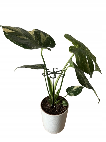 Podpórki do kwiatów podpórka chwytak z prętem 33cm OCTOPUS M 15cm 3 szt.