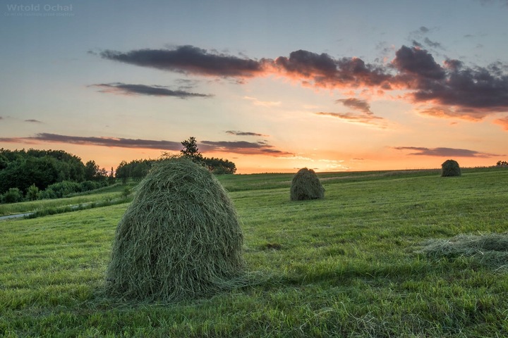 SIANO DLA GRYZONI KRÓLIKA ŚWINKI MORSKIEJ ŚWIERZE PACHNĄCE DUŻO 2kg