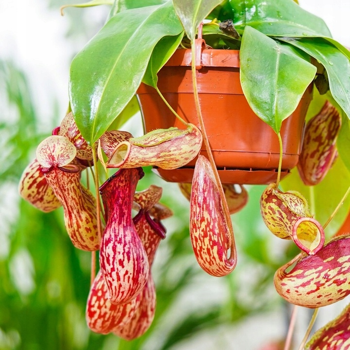 Specjalistyczne Podłoże Ziemia Do DZBANECZNIKÓW Mix PREMIUM