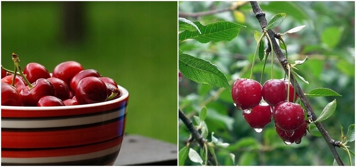 Czereśnia LAPINS owocuje każdego roku SAMOPYLNA