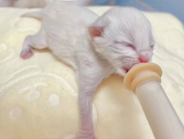 ZESTAW STRZYKAWEK DO KARMIENIA KOCIĄT SZCZENIĄT STRZYKAWKI ZE