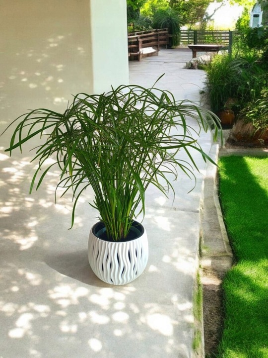 Papirus Cibora zmienna Cyperus alternifolius do Domu Ogrodu i Oczek