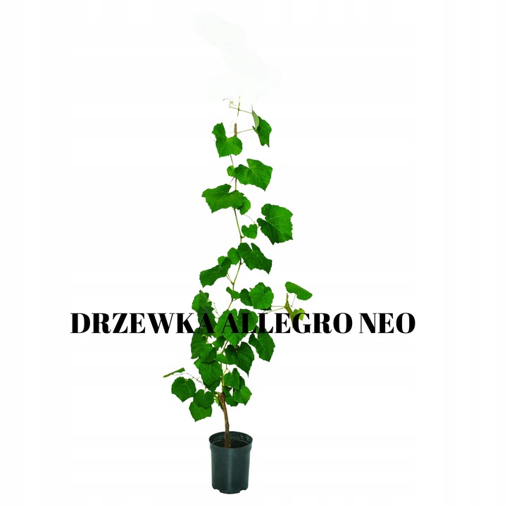 WINOGRON RELIANCE tak dobre ze moje sąsiadki przestały kupować NUTELLĘ