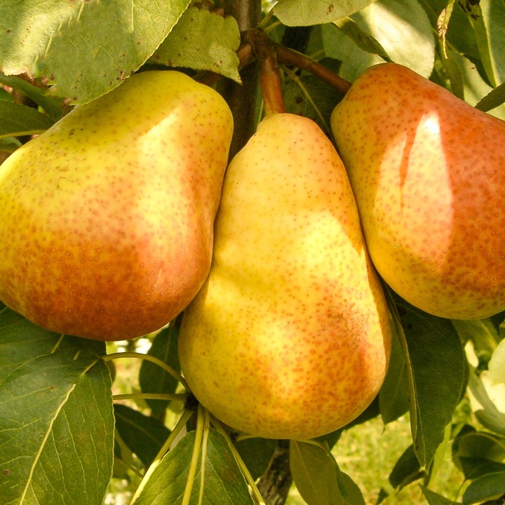 SADZONKI DRZEWKA OWOCOWE GRUSZA KLAPSA FAWORYTKA GIGANTYCZNE OWOCE