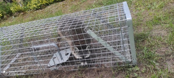 ZYWOŁAPKA PUŁAPKA NA KUNY LISY KOTY BOBRY WYDRY