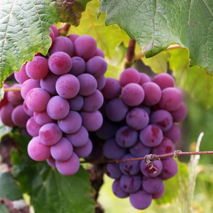 Wapno Ogrodowe Nawozowe Idealne Do Warzyw Owoców JESIEŃ Dolomit Sypki