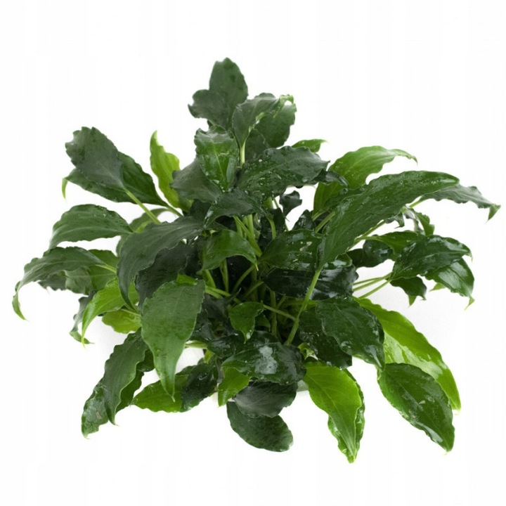 Schismatoglottis prietoi Koszyk Holandia Ø 5,5 cm